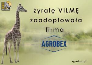 żyrafa VILMA ponownie adoptowana przez Agrobex